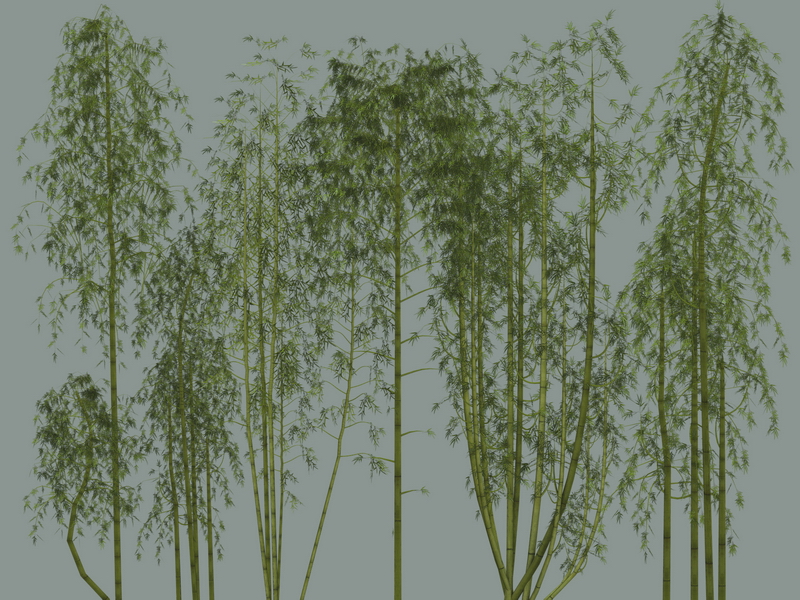 Zierliche, hohe, grüne Bambuspflanzen, stilisiert freigestellt und vor einfarbigem blau-grauem Hintergrund dargestellt